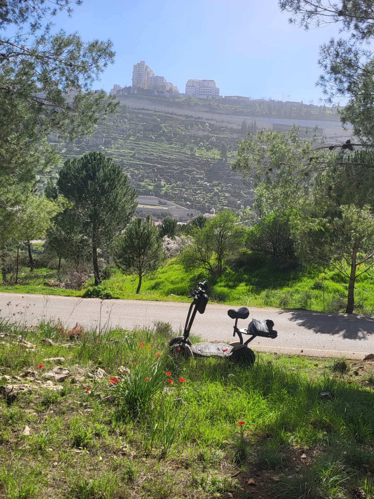 הטבע הירושלמי: גאווה שמתחברת לשורשים ולתקווה
